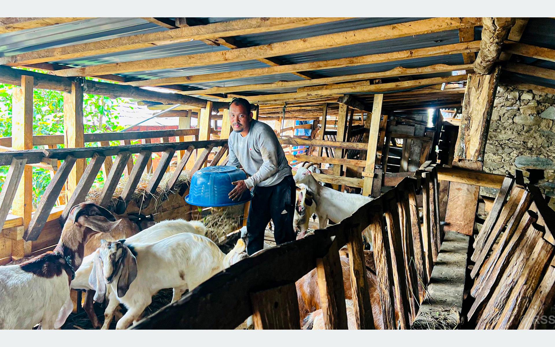खाडीमा १६ वर्ष बिताएका घर्तीलाई गाउँ नै प्यारो