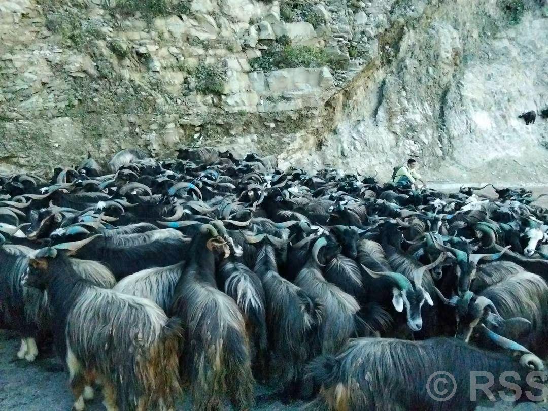 पोखरामा दसैँका लागि भेडाच्याङ्ग्रा बिक्री गर्न हाटबजार सञ्चालन