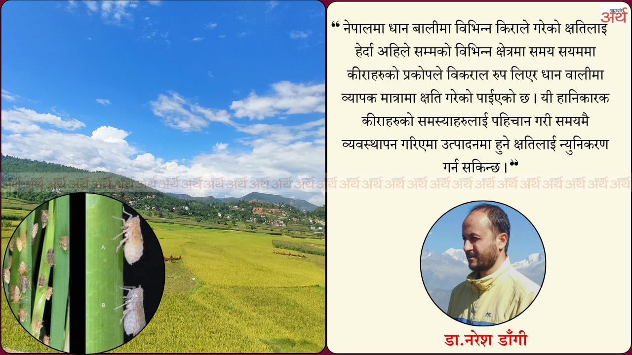धानबालीमा लाग्ने प्रमुख किराहरु र तिनीहरुको व्यवस्थापन