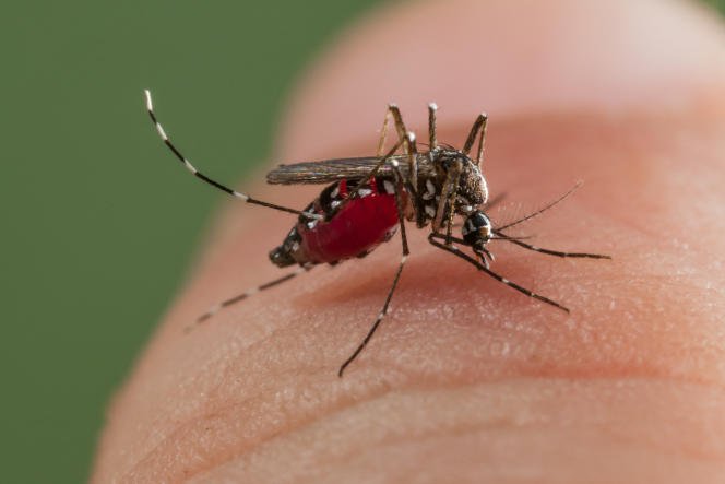 नेपालमा डेंगु संक्रमितको सङ्ख्या बढ्दै,  कुन प्रदेशमा कति संक्रमित ?