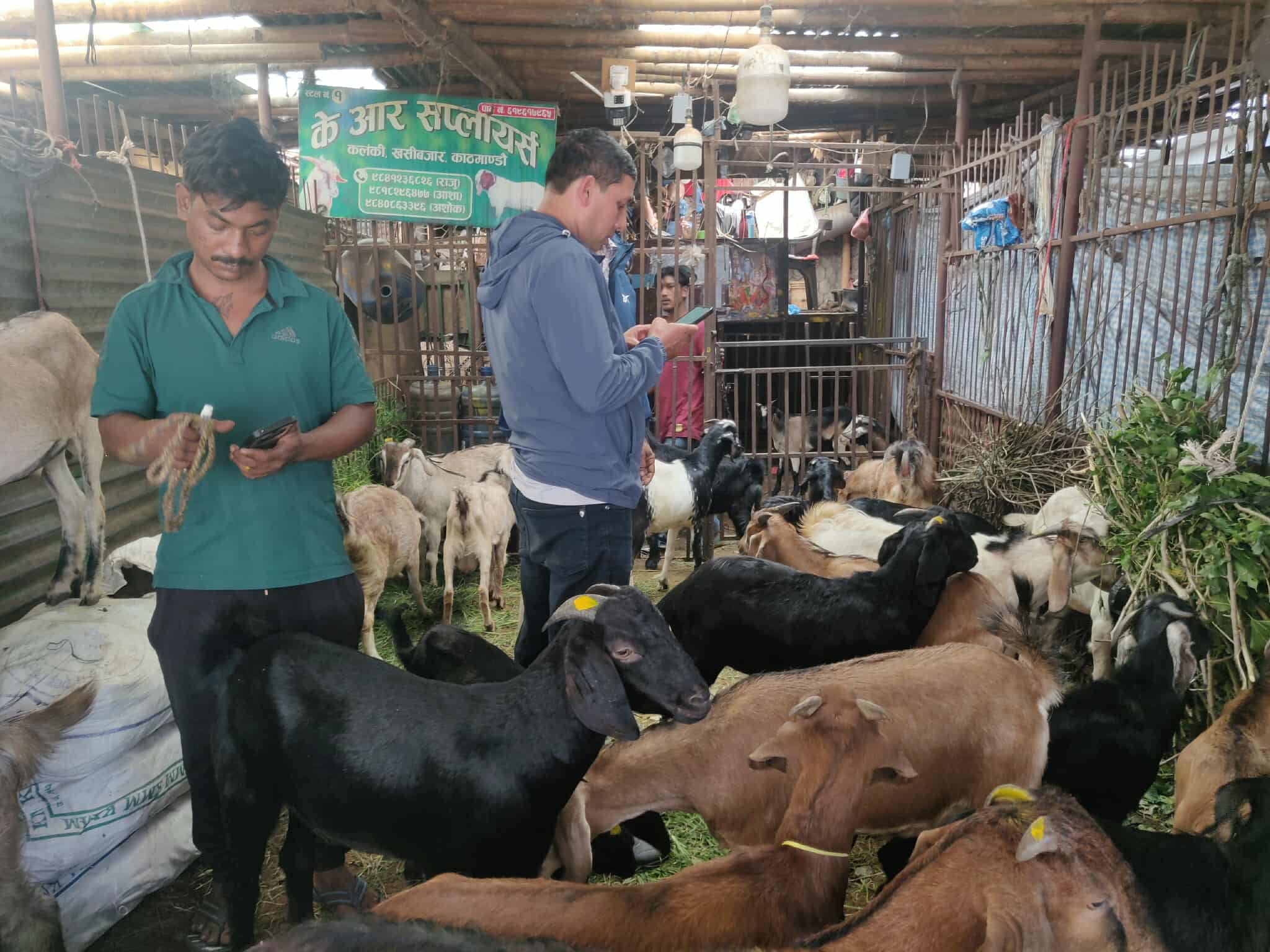 दशैंका लागि उपत्यकामा खसी-बोका र च्याङ्ग्रा आइपुग्यो, अनलाइनबाटै प्रि-बुकिङ सुरु (तस्बिरहरु)