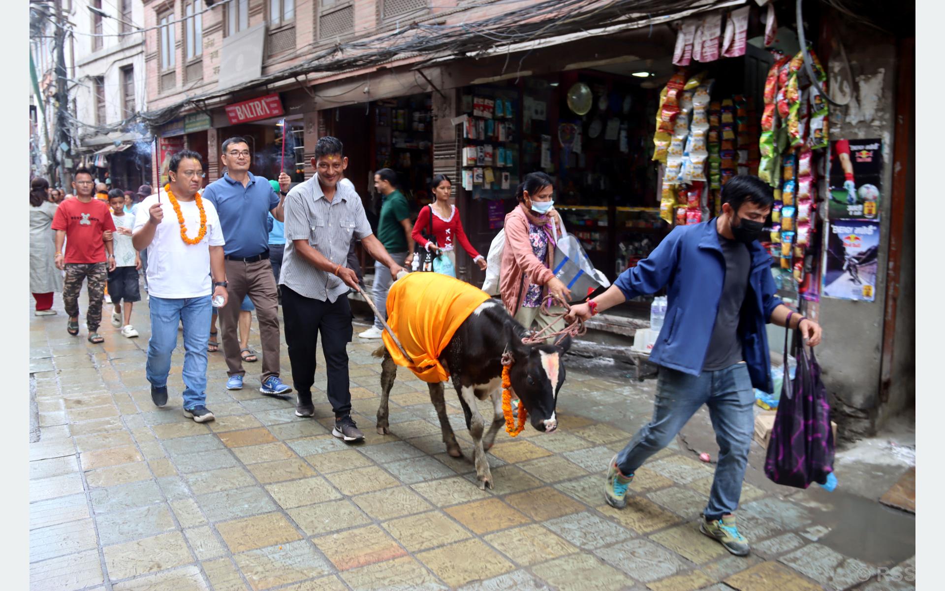 काठमाडौंको वसन्तपुरमा निकालिएको गाईजात्रा (तस्बिरहरू)