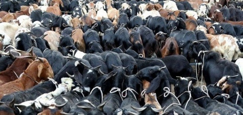 आज देखि दसैँका लागि खसी–बोका बिक्री गर्ने