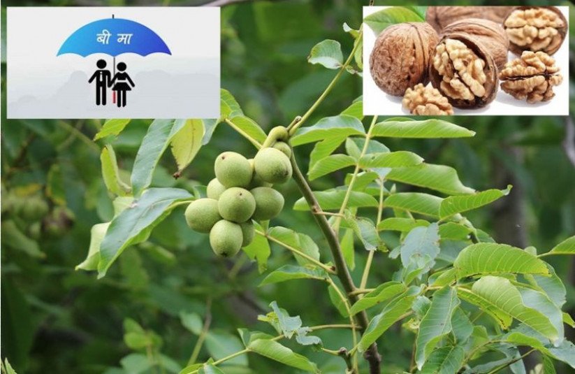 ओखर खेति गर्दै हुनुन्छ ? यसरी गनुहोस बिमा :