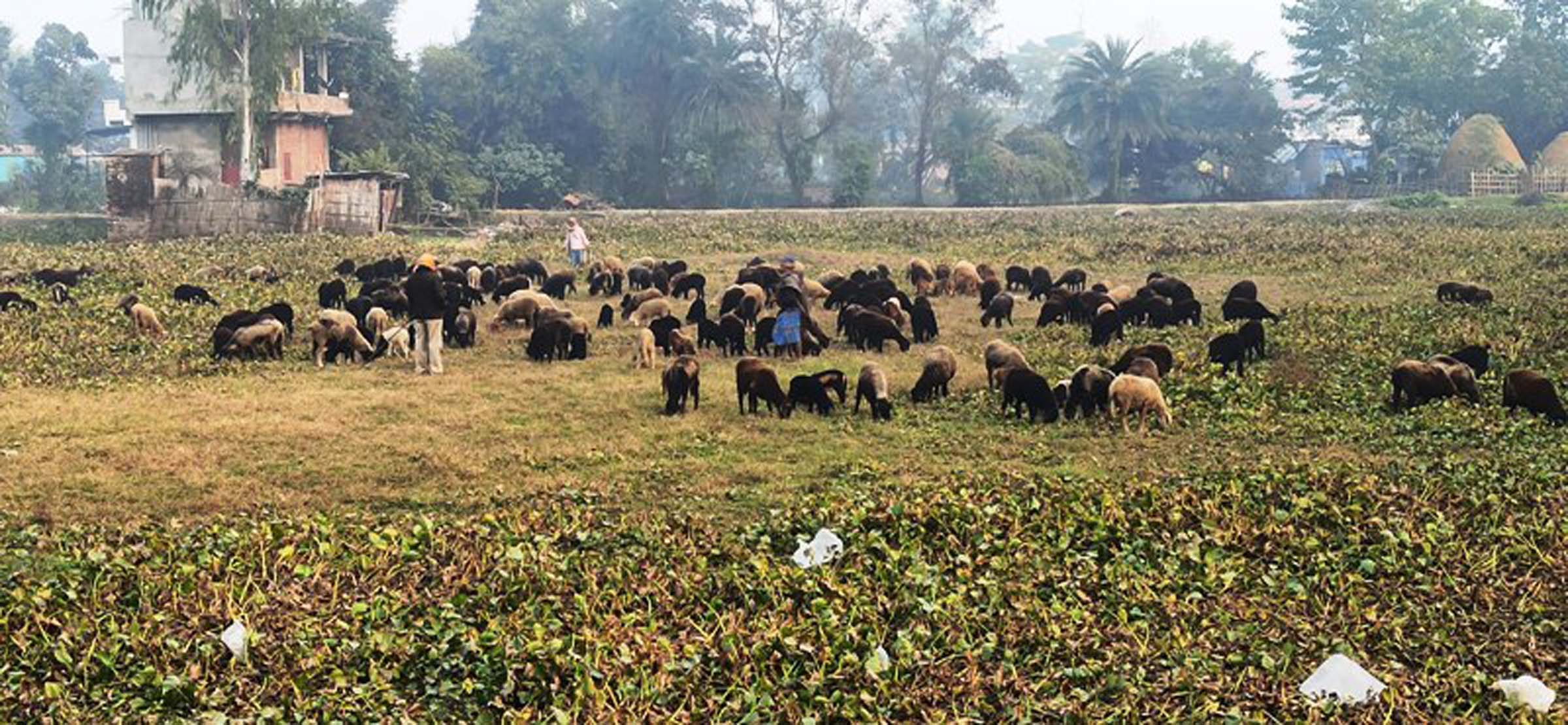 चरिचरणका लागि ल्याइएको भेडा