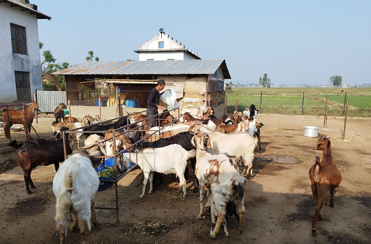 व्यावसायिक बाख्रापालन