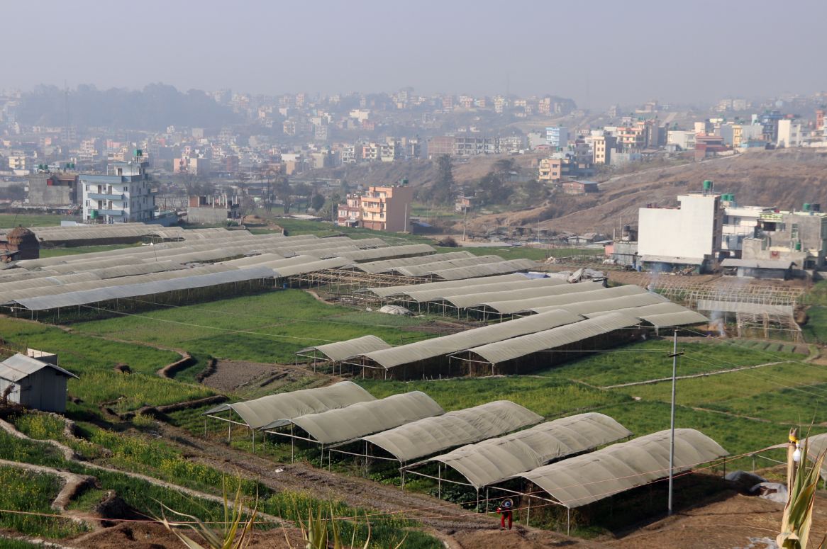 टनेलमा तरकारी खेती