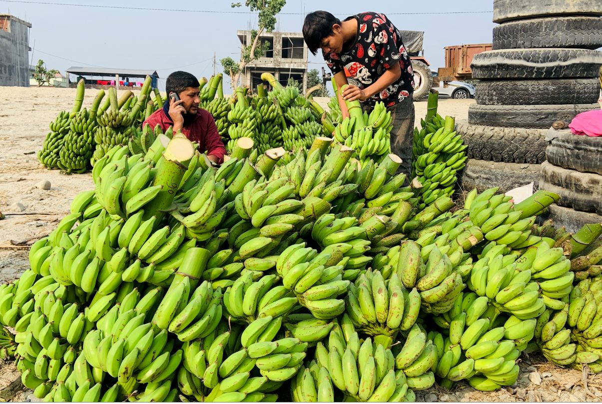 बिक्रीका लागि केरा बजार लैजाने तयारी