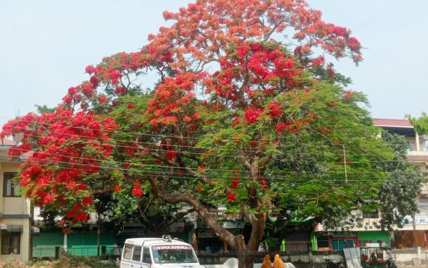 ढकमक्क फुलेको शिरिषको फूल