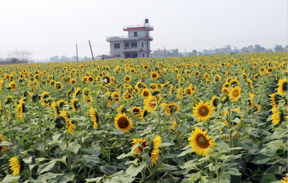 सूर्यमुखी फूल