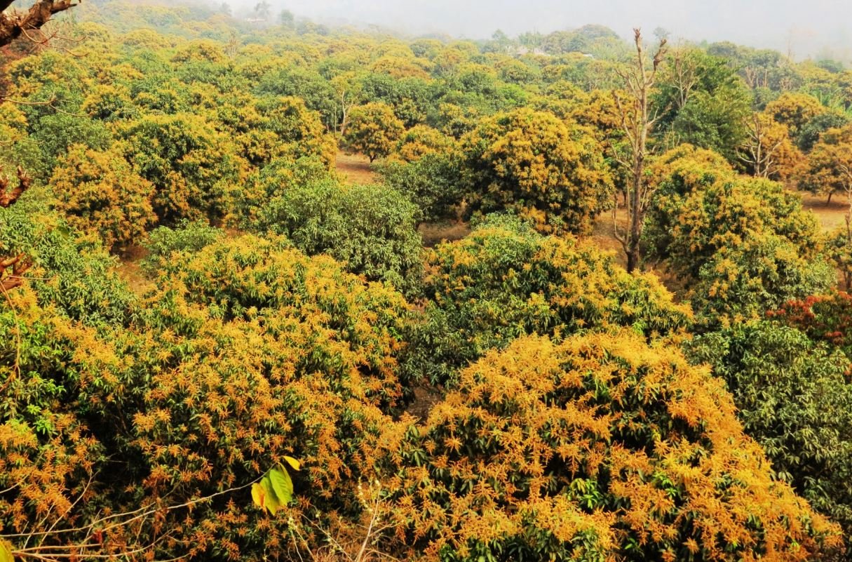 छिम्सुवा बेँसीमा ढकमक्क फुलेको आँप