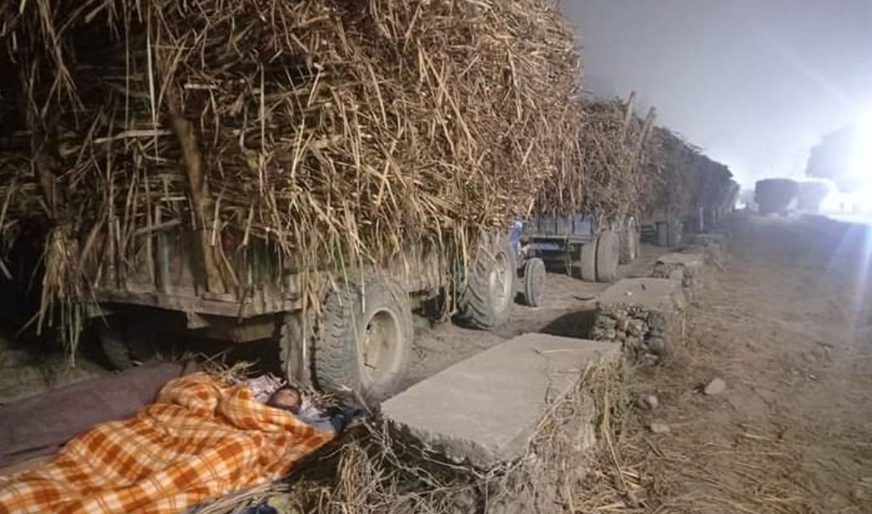 उखु बेच्न पालो कुर्दै किसान
