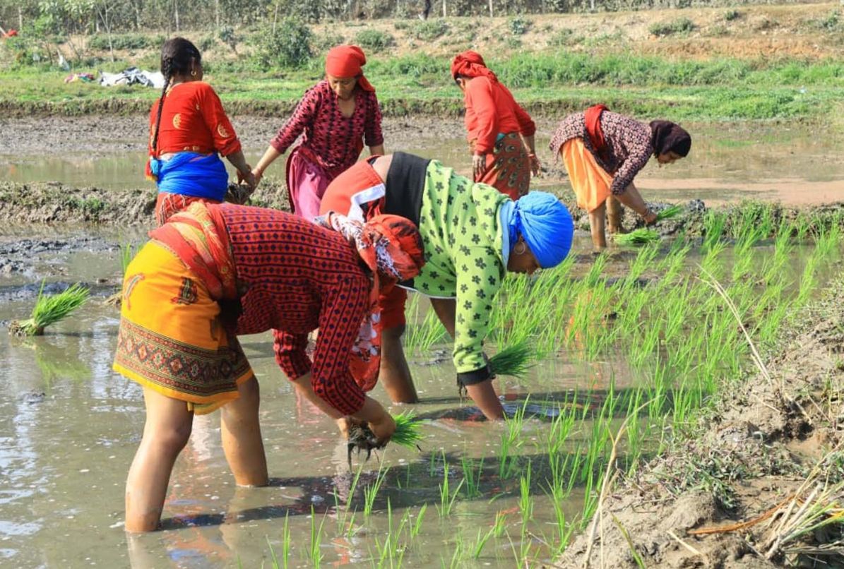 हिउँदे धान रोपाइँ