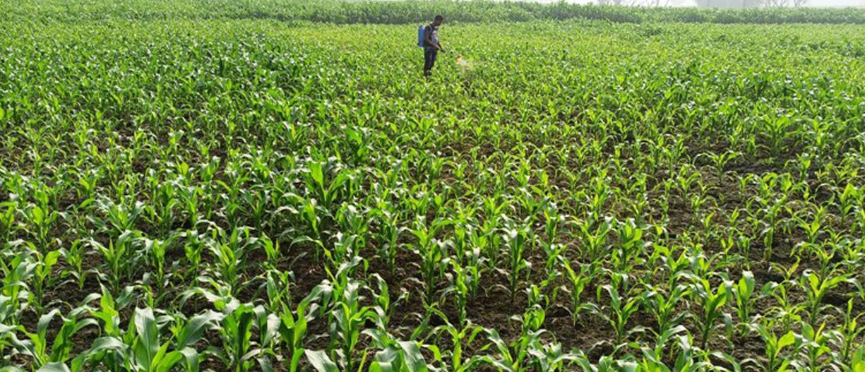 मकै बालीमा कीटनाशक औषधि छर्किदै किसान
