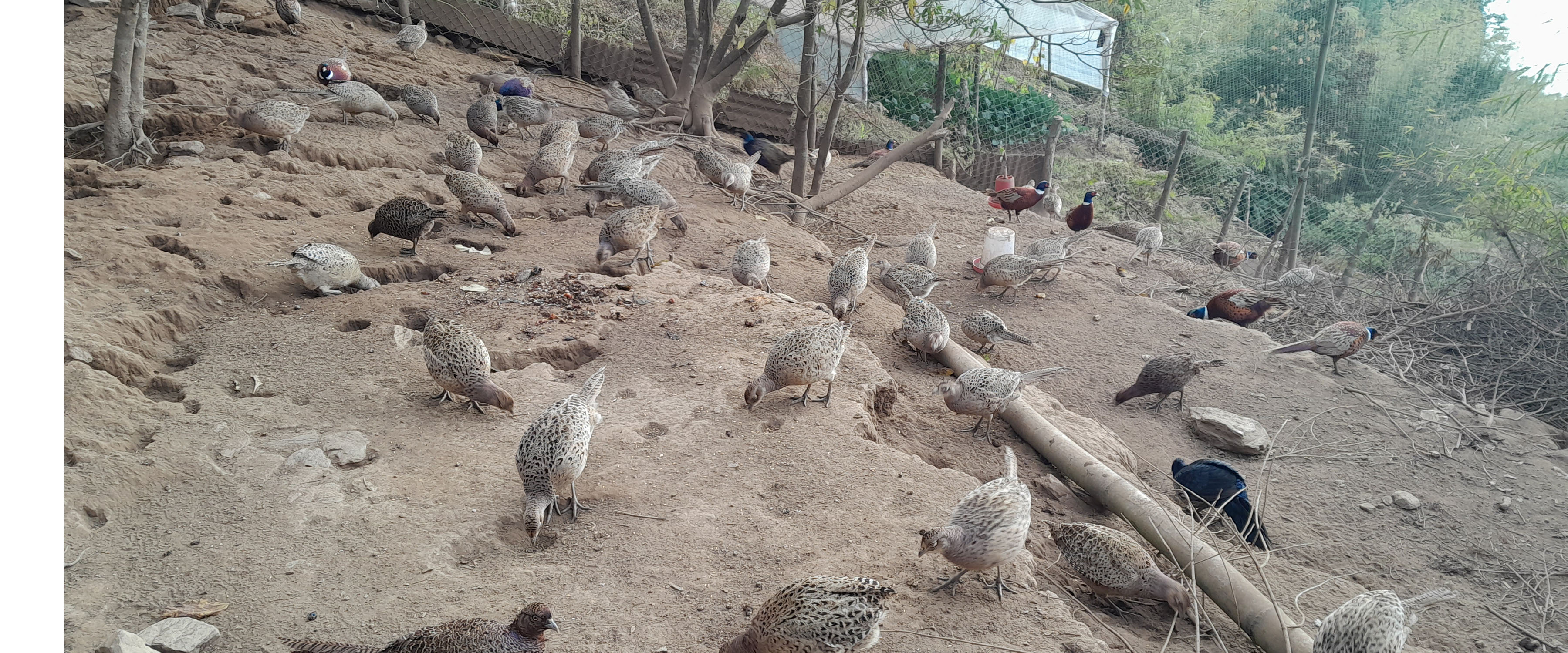 व्यावसायिक कालिज फार्म