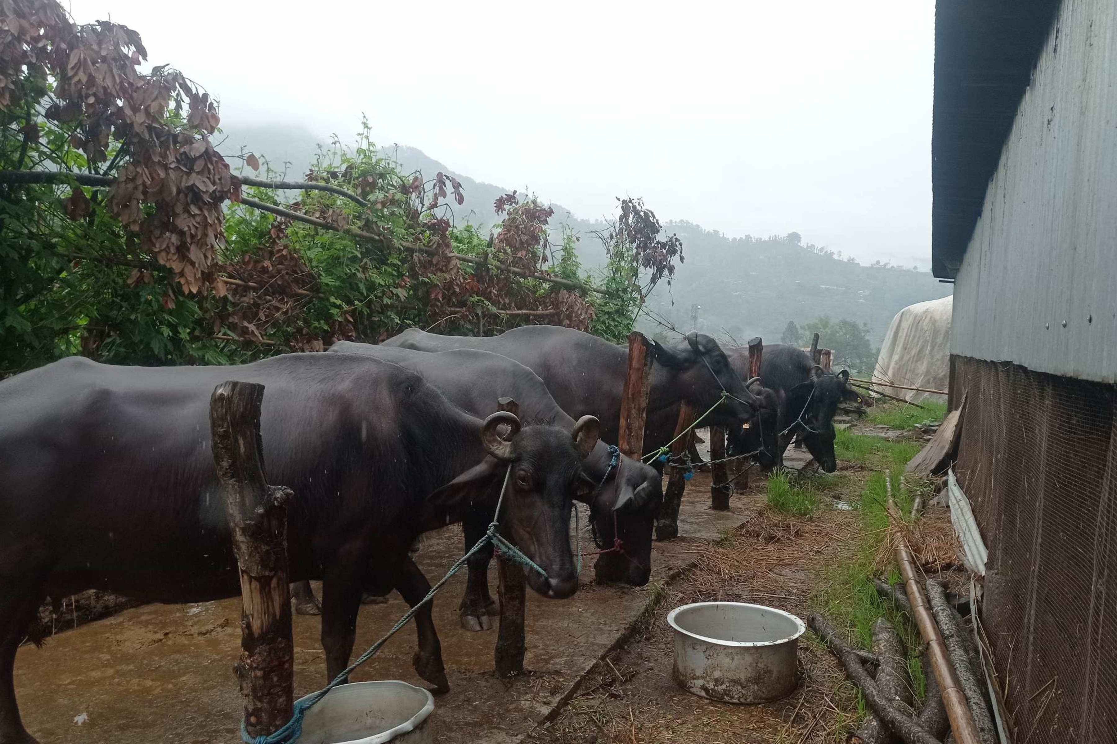व्यावसायिक भैँसीपालन