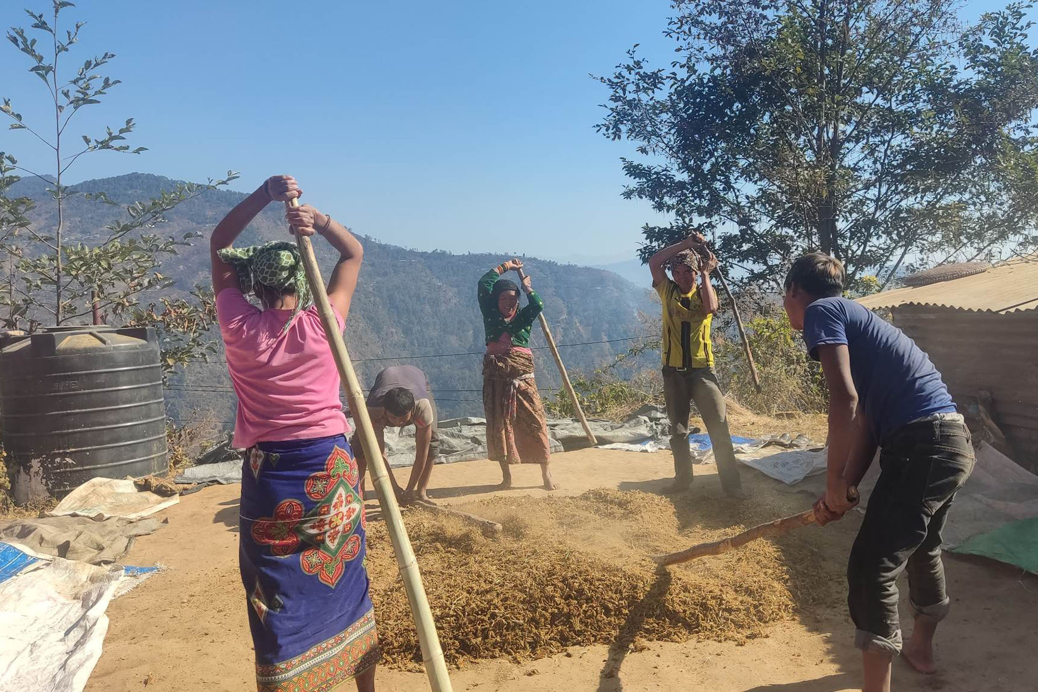 परम्परागत तरिकाबाट कोदो कुट्दै