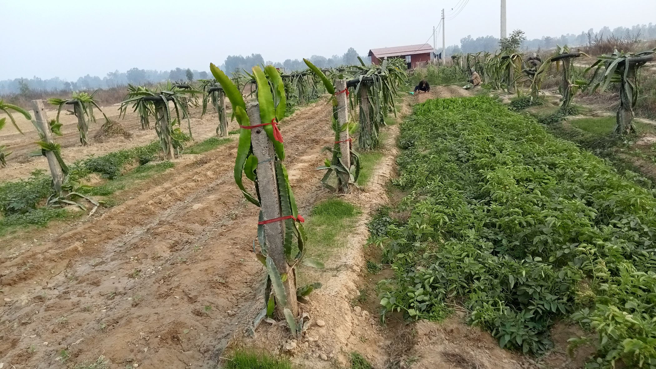 खेती
