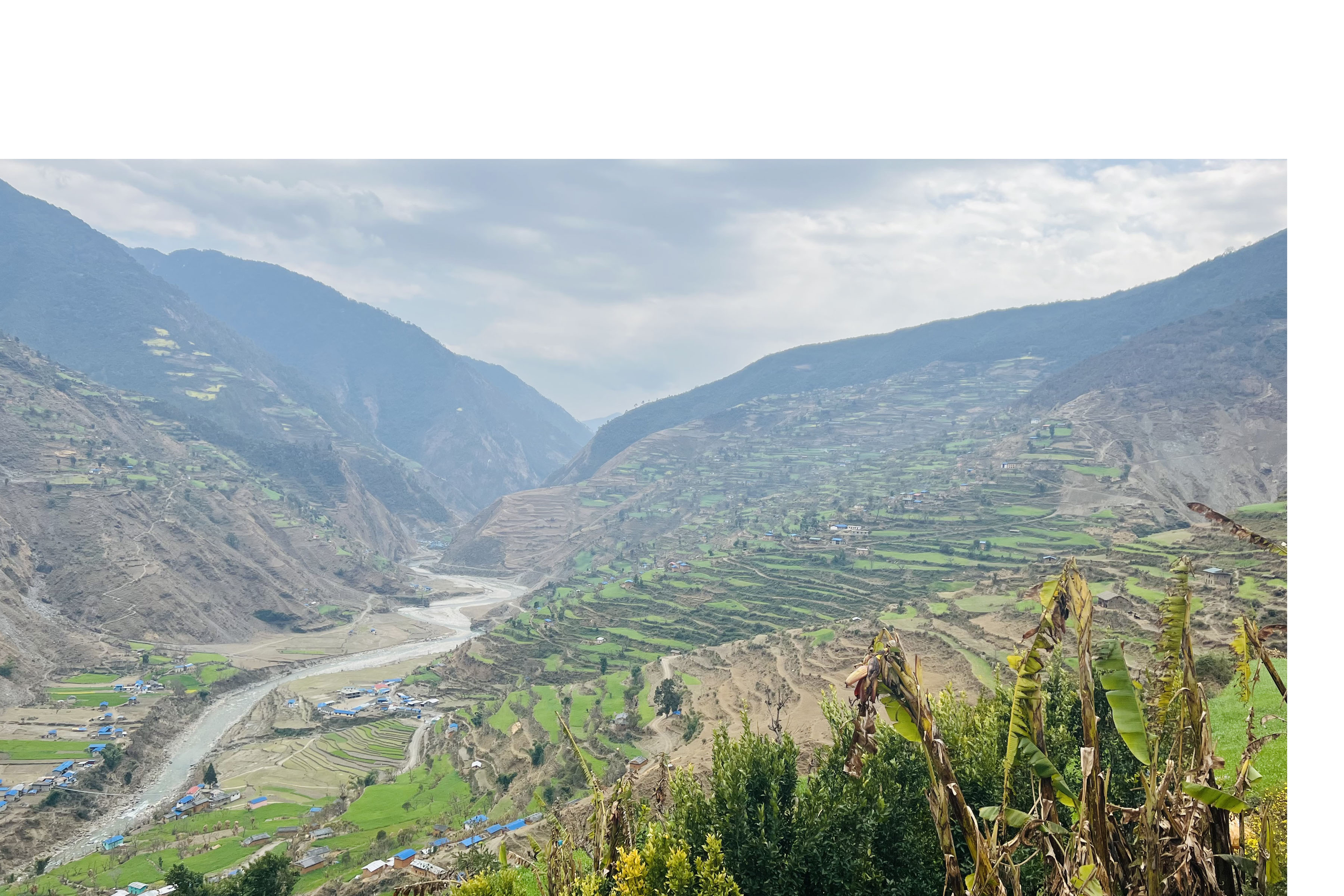 सक्लामा गरिएको गहुँखेती