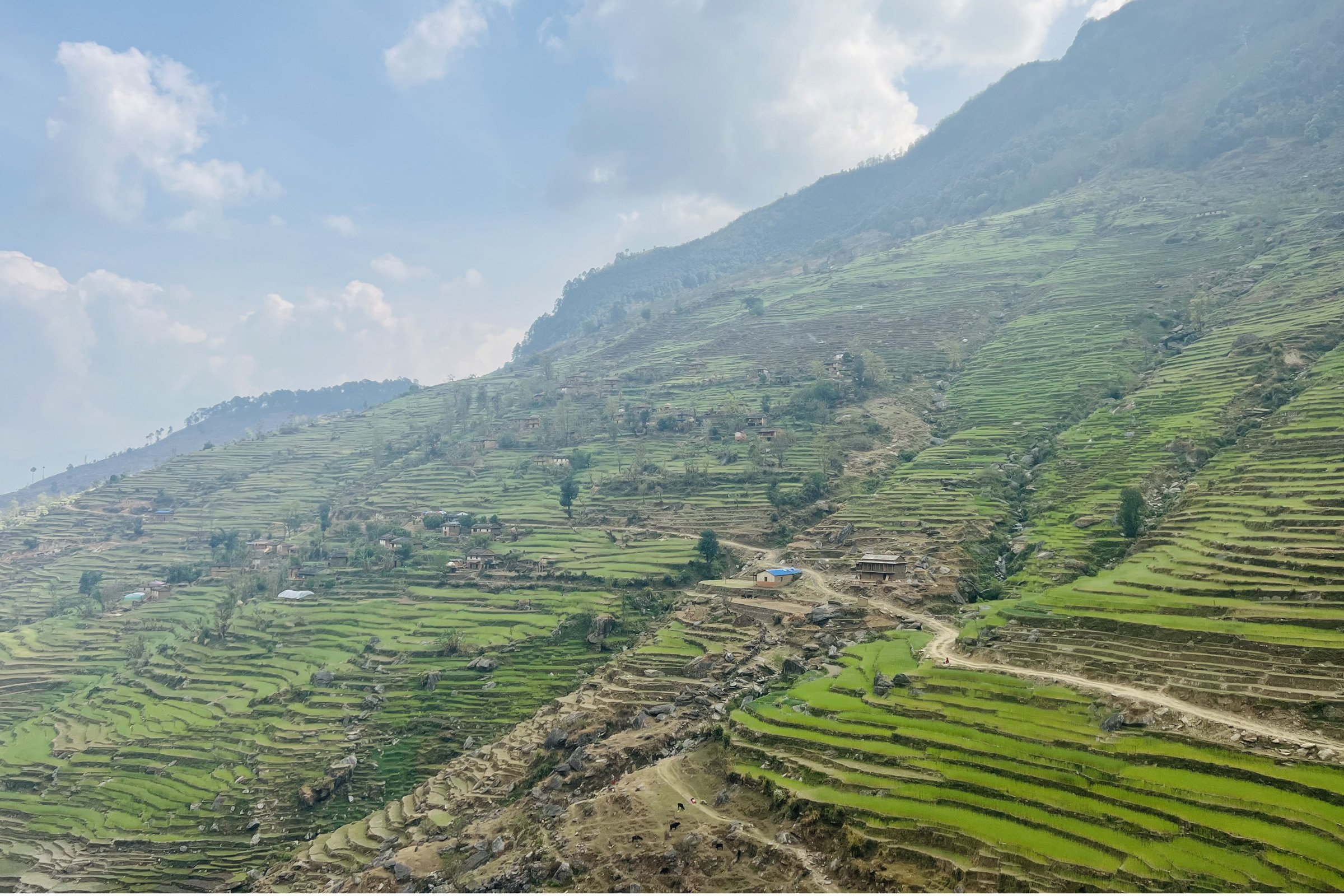 गहुँबाली