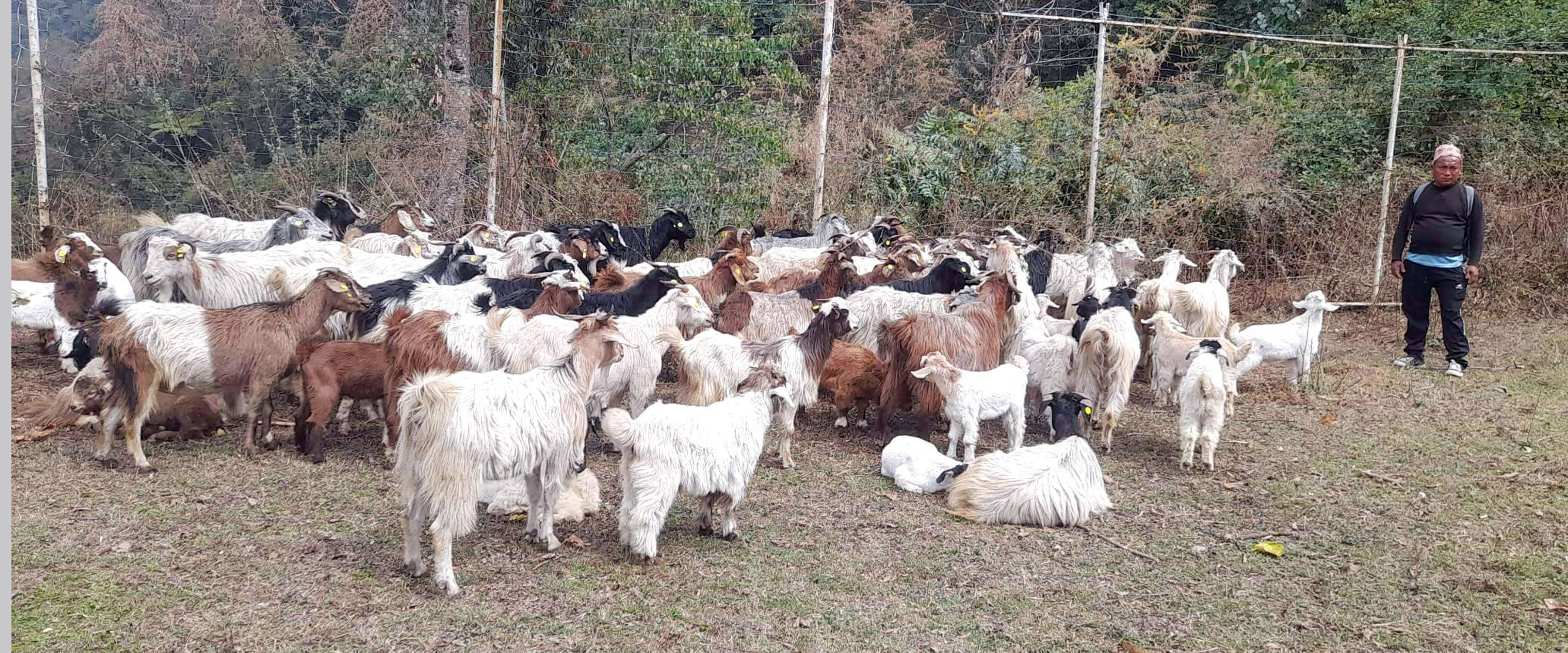 व्यावसायिक रुपमा बाख्रापालन