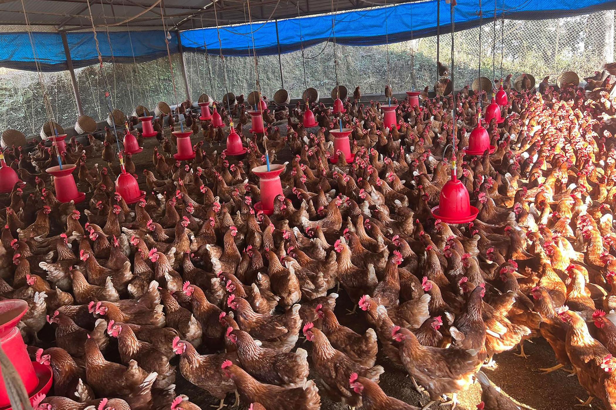 व्यावसायिक  कुखुरापालन