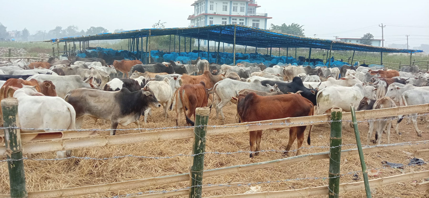 छाडा चौपायाको व्यवस्थापन