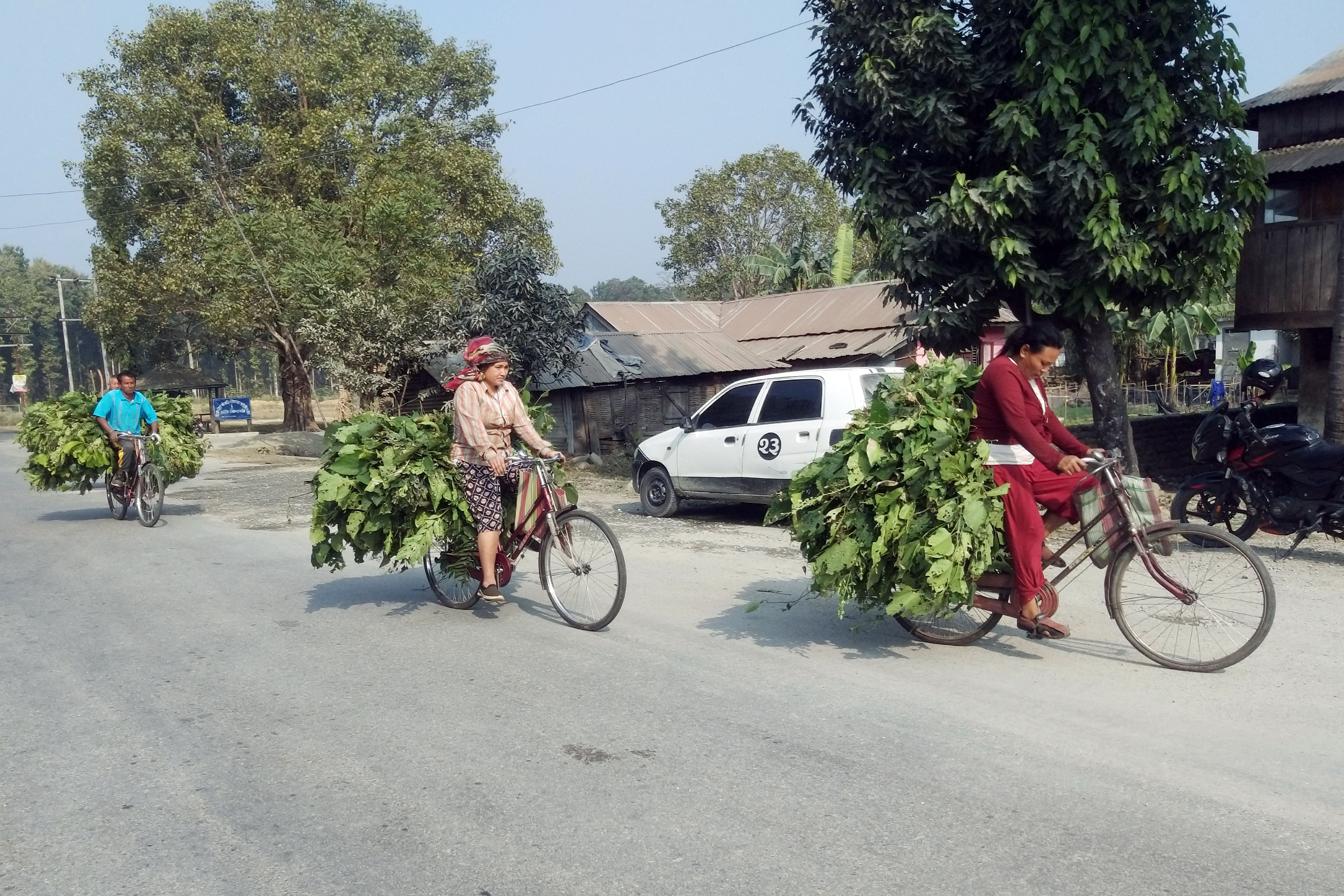 साइकलमा घाँस