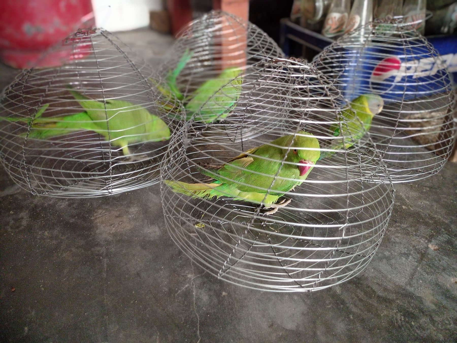 सुगाको बिक्रीवितरण