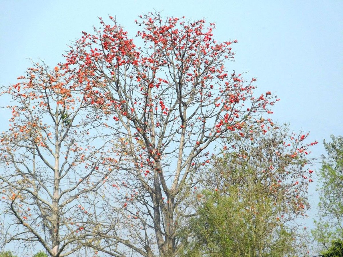 ढकमक्क फुलेको सिमल