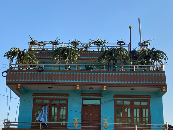 कौसीमा ड्रागन फ्रुट