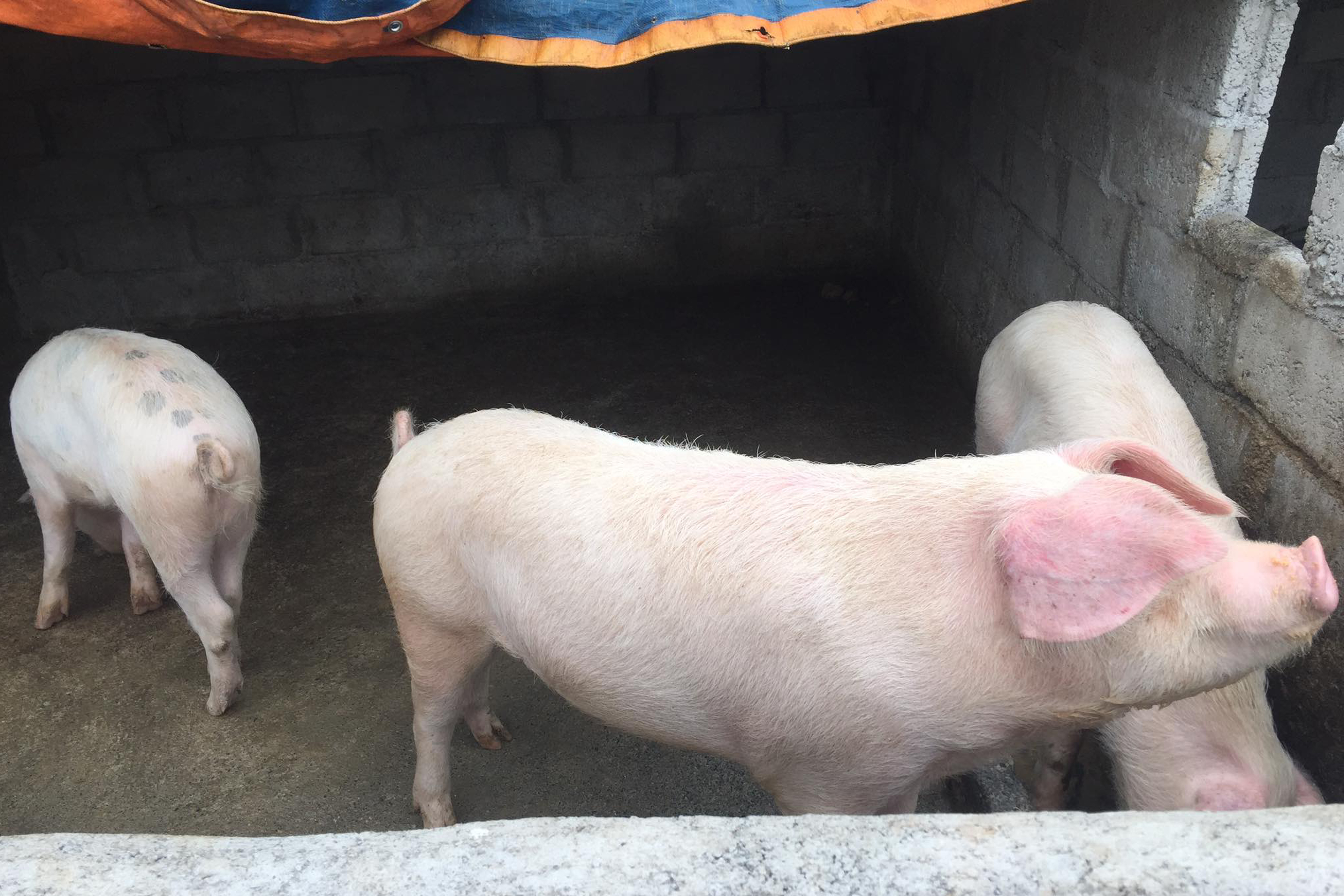 व्यावसायिक बङ्गुरपालन