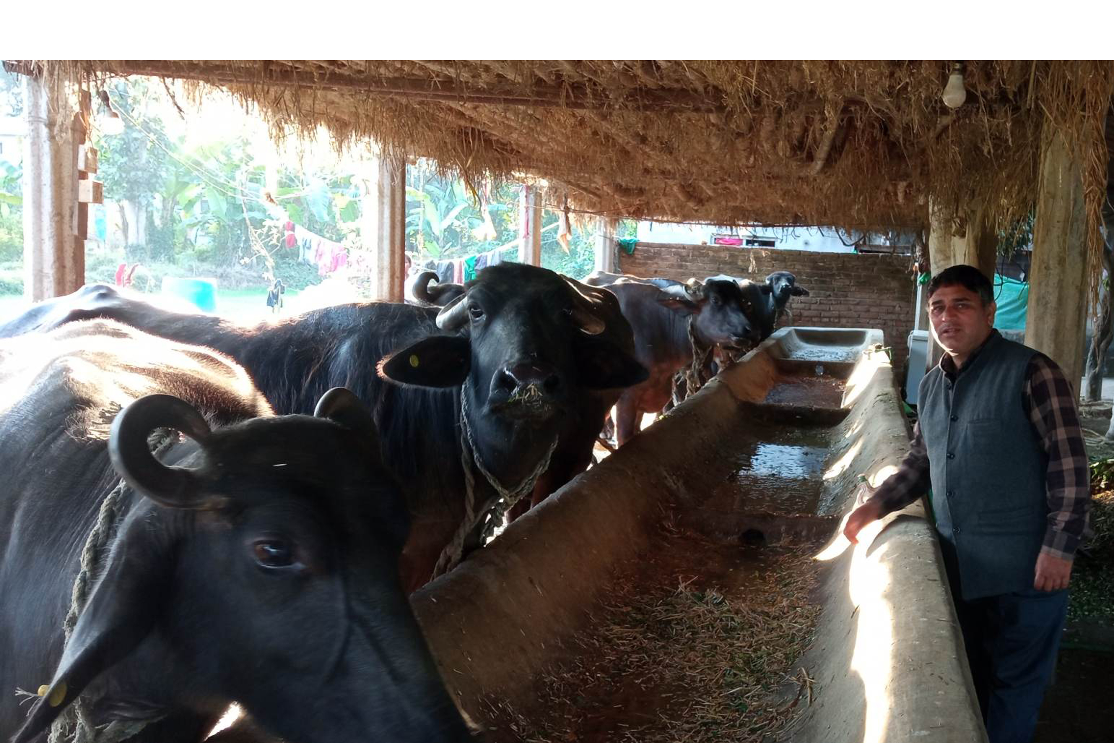 व्यावसायिक रुपमा भैँसीपालन