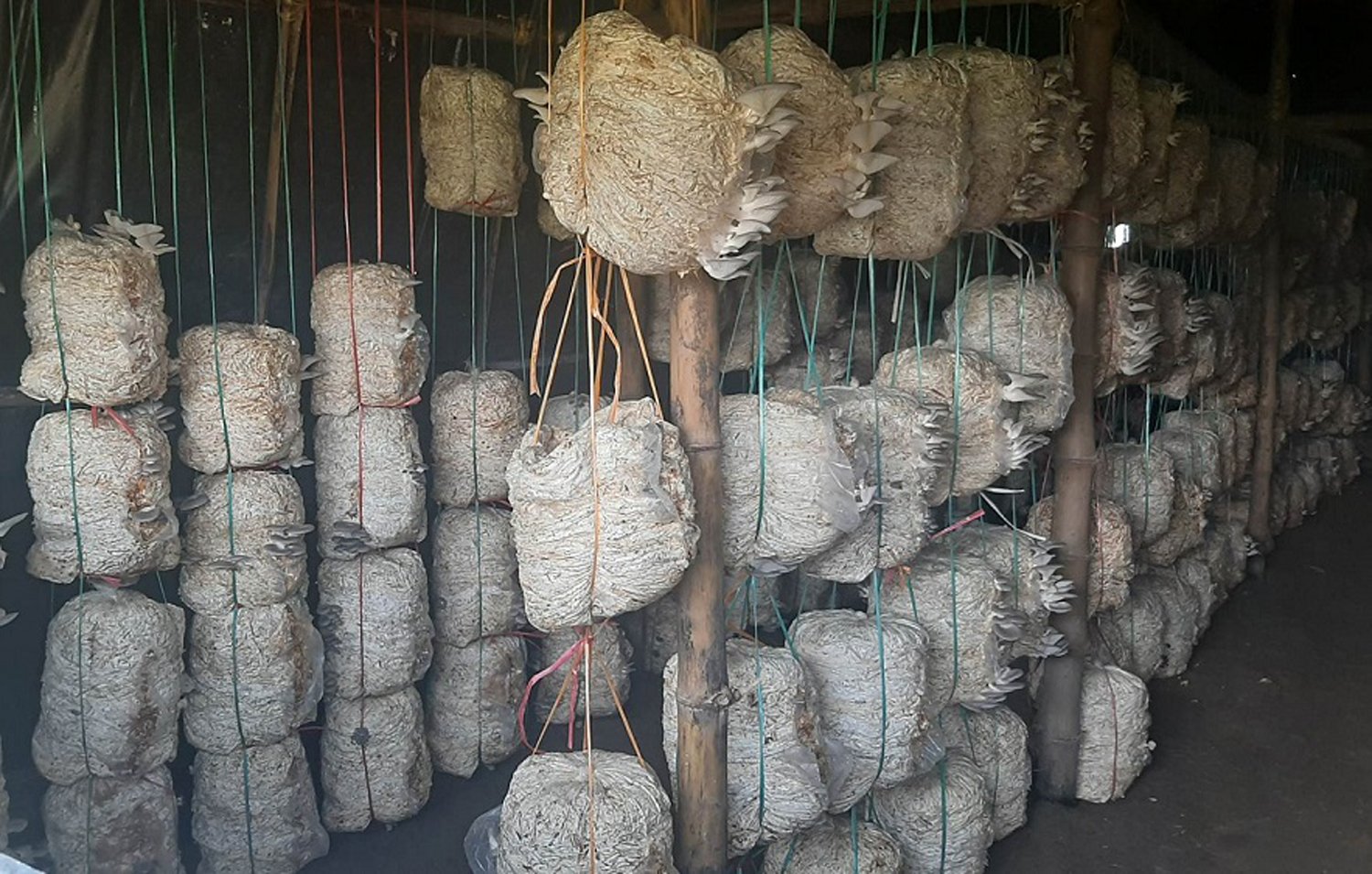 टहरामा उम्रिदै गरेको च्याउ