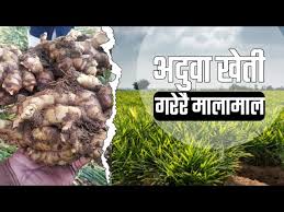 एउटै पालिकाबाट रू. छ करोडको अदुवा बिक्री