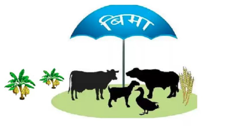 पशुधन बीमा अन्तर्गतका बीमा नविकरण गर्न प्राधिकरणको  निर्देशन