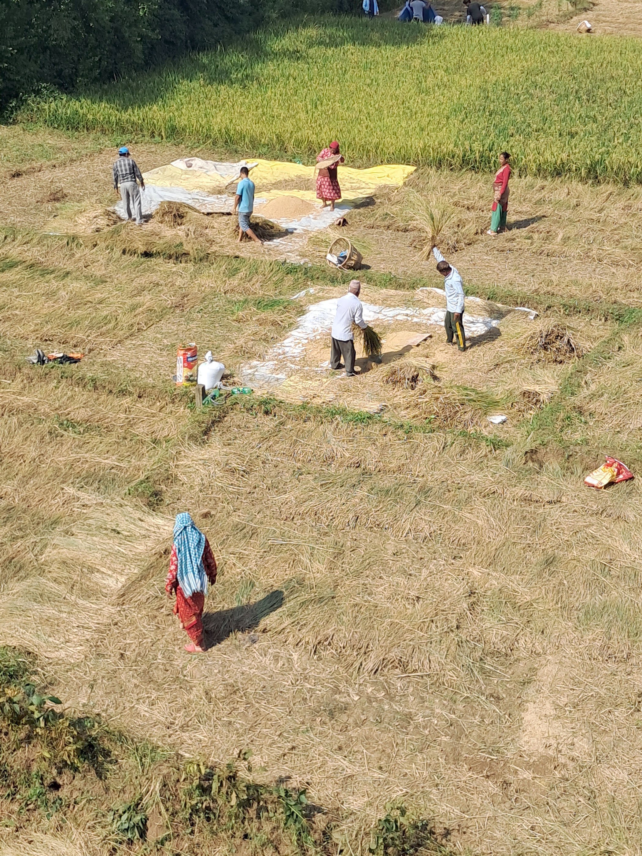 धानबाली भित्र्याउँदै किसान