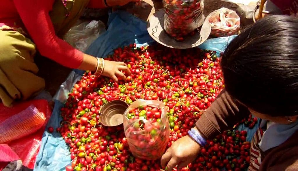 अकबरे खुर्सानीबाट वार्षिक पाँच लाखसम्म आम्दानी गर्दै भोजपुरका किसान