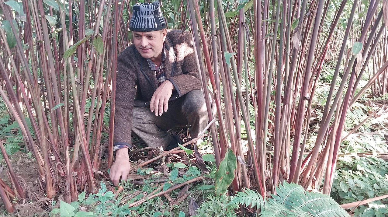 एक सिजनमै ३४ लाखको अलैँची फलाए पूर्व वडाध्यक्षले