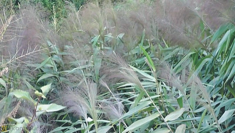 नेपालबाट ३१ करोडको अम्रिसो  निर्यात