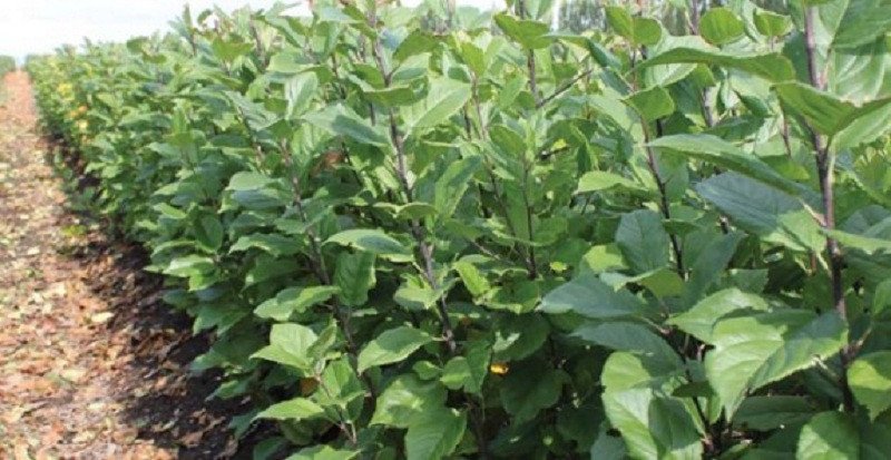जुम्लामा असिनापानीले स्याउका बिरुवामा क्षति