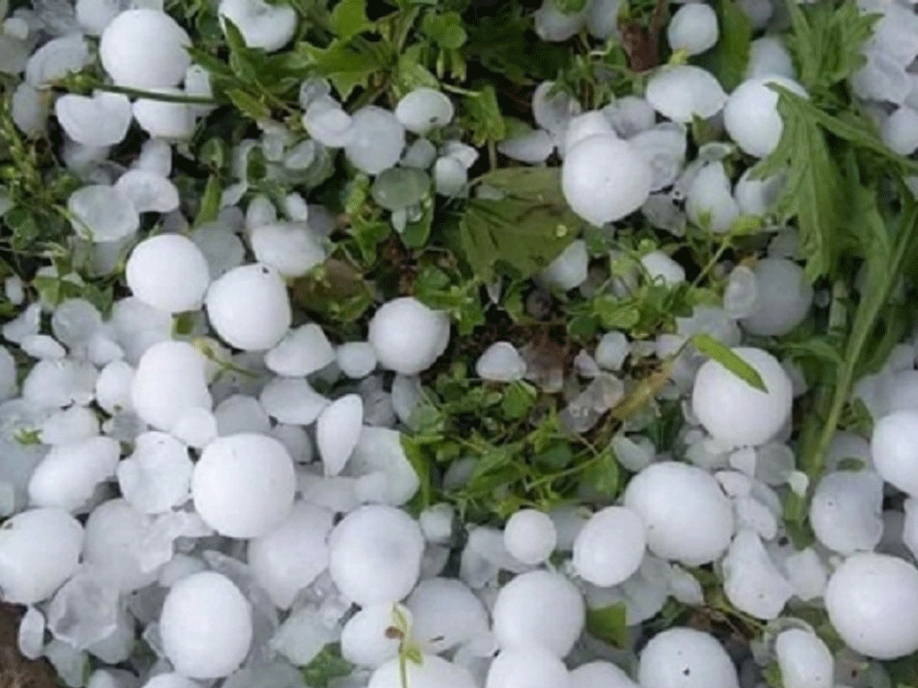 असिनाले फलफूल र तरकारी बालीमा क्षति