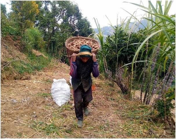 एकै पालीकाबाट छ करोड भन्दा बढीको अदुवा बिक्री