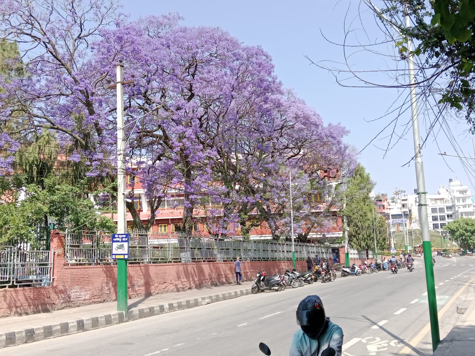 ज्याकरान्डाले झलमल्ल पुल्चोक क्षेत्र (फोटो फिचर)
