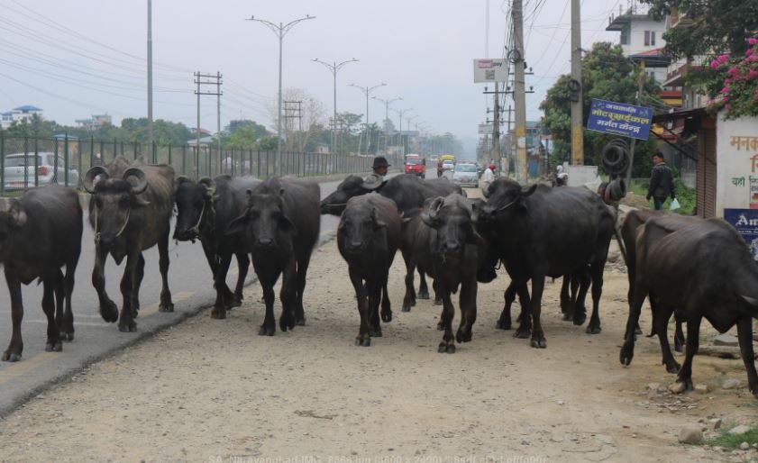 सडकमा भैँसी