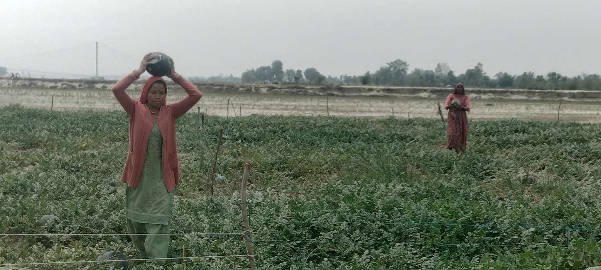 बगरखेतिले धानिरहेको छ  पाँचसय किसानको प्राण
