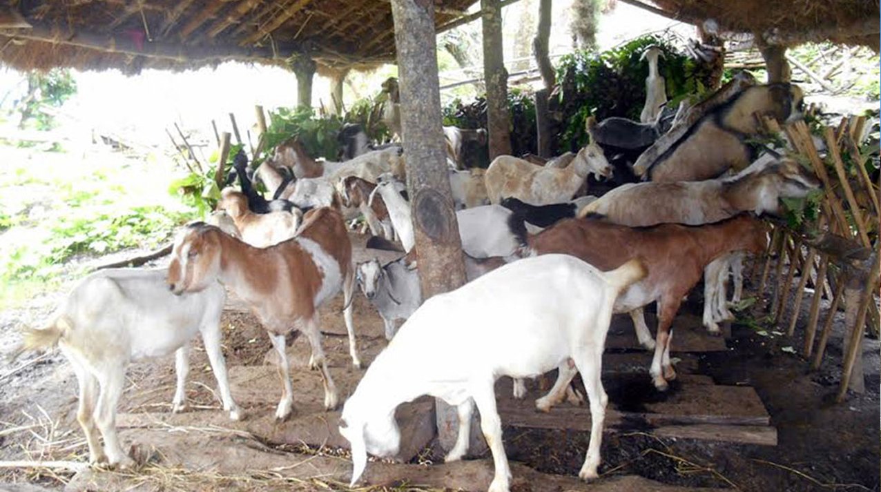 रुद्रगोपालकाे साहारा पशुपालन फार्म, वार्षिक १५ लाख आम्दानी
