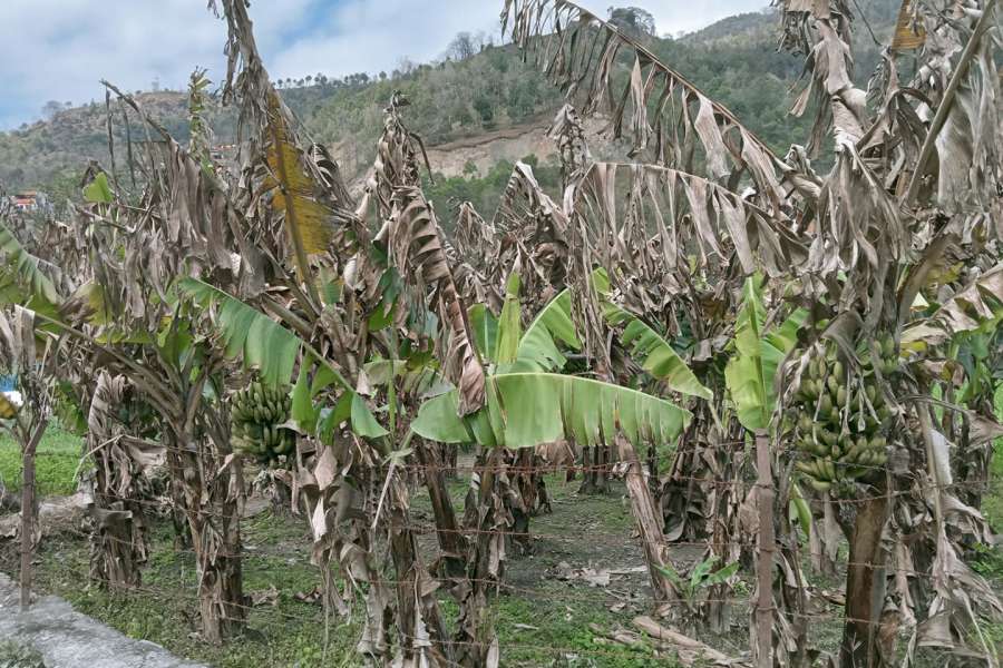केराका बोट मर्न थालेपछि कृषक चिन्तित