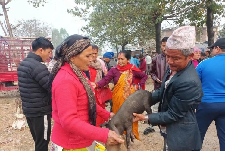 बङ्गुरको पाठो बेच्दै