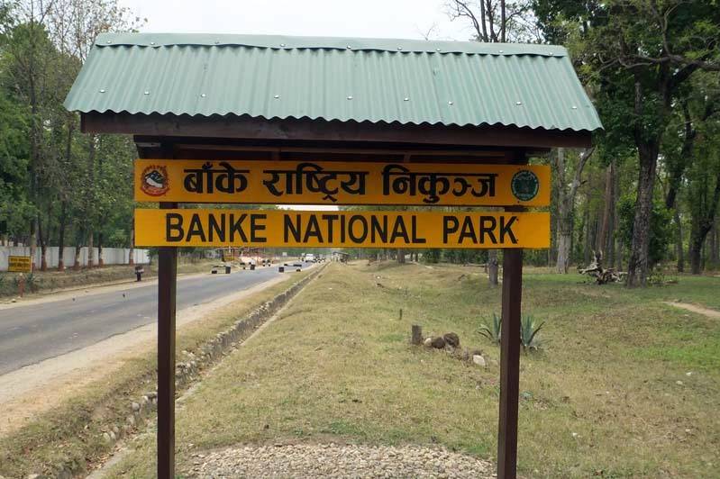 बाँके राष्ट्रिय निकुञ्जमा बाघ र आहारा प्रजातिको सर्वेक्षण सुरु